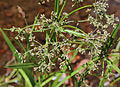 3 Scirpus microcarpus (small-fruited bulrush)