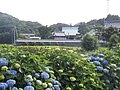 紫陽花の遠景