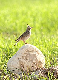 Crested lark in Behbahan, Iran