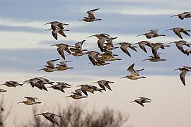 Une volée de Courlis cendré au-dessus du lac de Constance