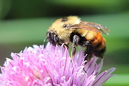 Bombus rufocinctus