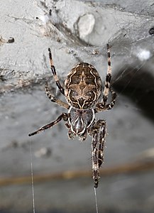 Larinioides sclopetarius (Bridge Spider)