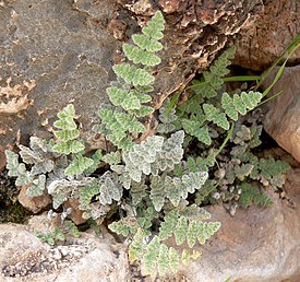 Cheilanthes.