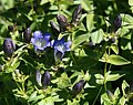 Explorers gentian (Gentiana calycosa) pair, Mineral King