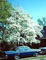 A Flowering Dogwood cultivar with white flowers