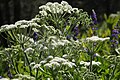 Cow parsnips (Heracleum lanatum) flowerheads