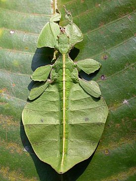 Phyllium