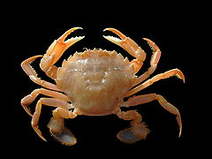 Liocarcinus holsatus (Flying crab)