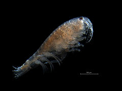 Microprotopus maculatus, female