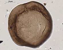 Monade de cryptospore ( Gneudnaspora divellomedia)