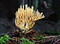 49 Ramaria-flaccida-fichtenkoralle uploaded by Holleday, nominated by Citron