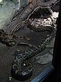 Netzpythons (Python reticulatus)