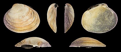 Saxidomus gigantea (Butter Clam), left valve