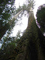 Image 40Eucalyptus regnans forest in Tasmania, Australia (from Old-growth forest)