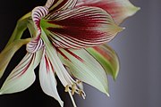 Hippeastrum papilio