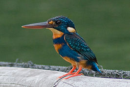 Blauwborstdwergijsvogel