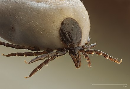 Ixodes ricinus (Castor Bean Tick)