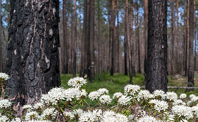 Skvattram i området där naturvårdsbränningar genomförts.