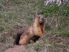 Bilotol (Marmota baibacina), Altay rodega, Kazaxa