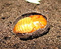 Pachnoda sinuata flaviventris, pupa from dorsal