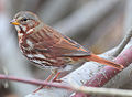 Fox Sparrow