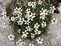 Saxifraga wahlenbergii