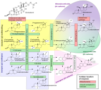 Human steroidogenesis, showing reactions of 3β-HSD near-left in green box.