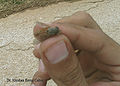 Daqué menos axilosos qu'otres mosques, aun así, siguen siendo rápidos(Tabanus subsimilis).