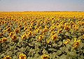 Image 27Sunflowers in Traill County, North Dakota (from North Dakota)