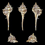 Vokesimurex rectirostris (Erect-spined Murex), shell