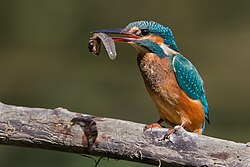 Eisvogel mit Beute (von Pierre Dalous)