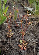 Saxifraga tridactylites