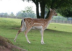 ♀ Елен лопатар