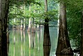 El río Blanco en el este de Arkansas