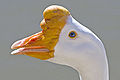 Image 22 Chinese goose head at List of goose breeds More selected pictures