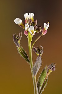 Arabis hirsuta, by Iifar