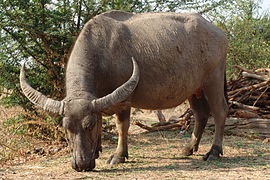 Buffles de l'Inde.