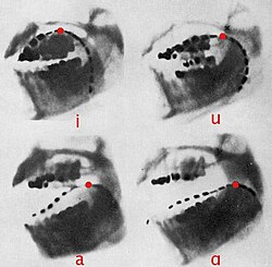 An X-Ray of the four cardinal vowels [i, u, a, ɑ] during speech.