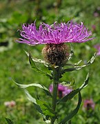 Centaurea nervosa