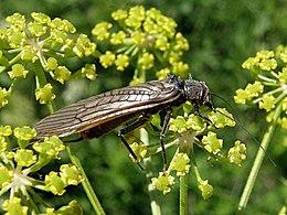 Steenvliegen leven onder andere van nectar en stuifmeel, afgebeeld is de soort Dinocras cephalotes uit Spanje.