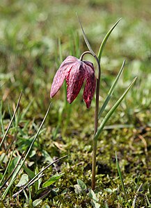 Fritillaria meleagris, by Yerpo