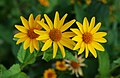 35 Coreopsis July 2011-2 uploaded by Alvesgaspar, nominated by Alvesgaspar