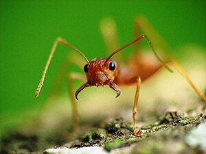 푸른베짜기개미의 대형 일개미(베트남).