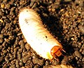 Pachnoda sinuata flaviventris, grub