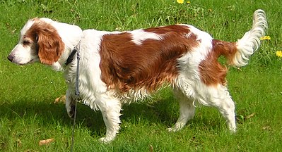 Red-and-white dogs