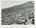 Adélie penguin colony, at their nests