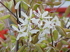 Amelanchier lamarckii