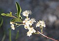 Bitter cherry (Prunus emarginata) branch