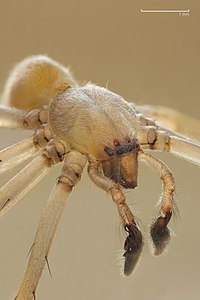 ♂ Cheiracanthium mildei (Northern Yellow Sac Spider)