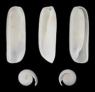 Cylichna cylindracea, shell